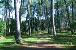 foret.jpg