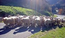 transhumance.jpg